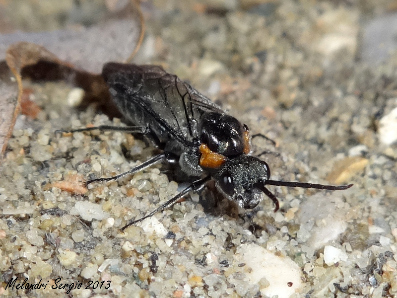 Dolerus haematodes - Tenthredinidae